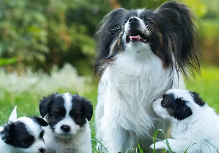 Moederhond met haar nestje